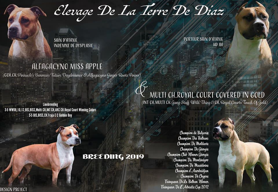 De La Terra De Diaz - American Staffordshire Terrier - Portée née le 07/09/2019