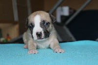 De La Terra De Diaz - American Staffordshire Terrier - Portée née le 11/11/2017
