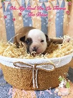 De La Terra De Diaz - American Staffordshire Terrier - Portée née le 13/12/2018