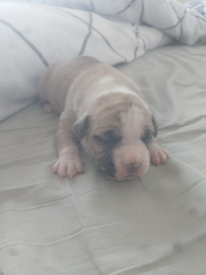 CHIOT 2