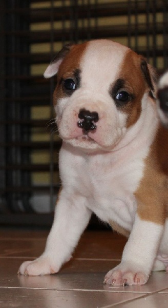 De La Terra De Diaz - American Staffordshire Terrier - Portée née le 16/01/2017
